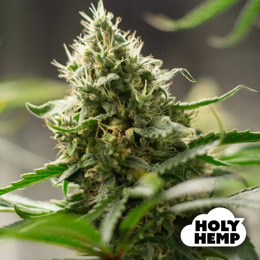 Holy Hemp | Super Lemon Haze | Iconic Genetics | 3 Samen