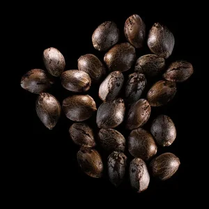 Baby Boom Auto – 25 Seed