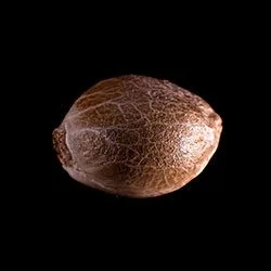 Purple Kush – 1 Seed – Bild 2