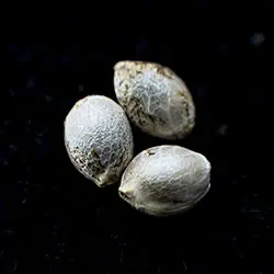 Runtz Auto – 3+1 Seed